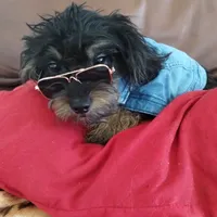 Gino, a male Shihpoo and Poodle - Toy  for sale in Hoboken, NJ – Photo 2 of 3