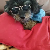 Gino, a male Shihpoo and Poodle - Toy  for sale in Hoboken, NJ – Photo 1 of 3