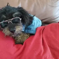 Gino, a male Shihpoo and Poodle - Toy  for sale in Hoboken, NJ – Photo 3 of 3