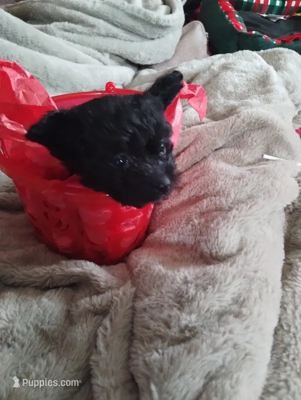 Ebony  – Yorkshire Terrier puppy for sale in Hoboken, NJ