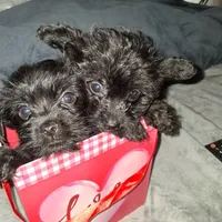 Charles, a male Yorkshire Terrier and Poodle - Toy  for sale in Hoboken, NJ – Photo 4 of 5
