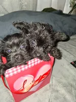 Charles, a male Yorkshire Terrier and Poodle - Toy  for sale in Hoboken, NJ – Photo 4 of 5