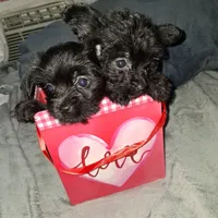 Charles, a male Yorkshire Terrier and Poodle - Toy  for sale in Hoboken, NJ – Photo 2 of 5
