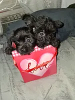 Charles, a male Yorkshire Terrier and Poodle - Toy  for sale in Hoboken, NJ – Photo 1 of 5