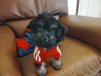 Shippo, a  Shih Tzu and Poodle - Toy  for sale in Hoboken, NJ – 2 of 3
