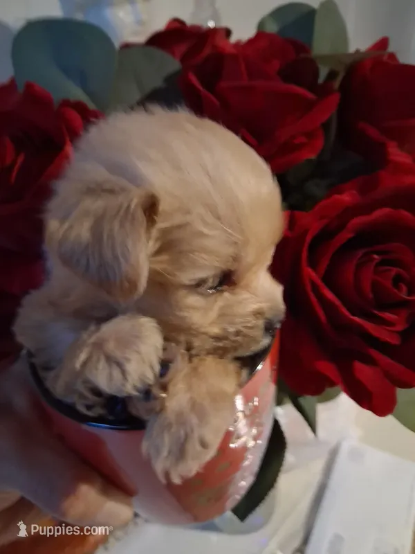 Snoopy – Yorkshire Terrier, Morkie puppy for sale in Hoboken, NJ
