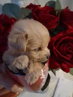 Snoopy, a male Yorkshire Terrier and Morkie for sale in Hoboken, NJ – 1 of 4