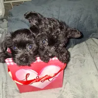 Charles, a male Yorkshire Terrier and Poodle - Toy  for sale in Hoboken, NJ – Photo 6 of 7