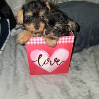 Charles, a male Yorkshire Terrier and Poodle - Toy  for sale in Hoboken, NJ – Photo 2 of 7