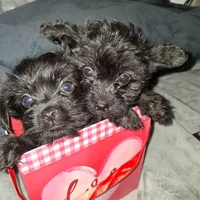Charles, a male Yorkshire Terrier and Poodle - Toy  for sale in Hoboken, NJ – Photo 3 of 7