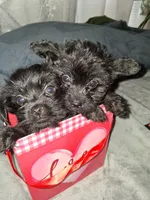 Charles, a male Yorkshire Terrier and Poodle - Toy  for sale in Hoboken, NJ – Photo 3 of 7
