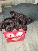 Charles, a male Yorkshire Terrier and Poodle - Toy  for sale in Hoboken, NJ – Photo 1 of 7