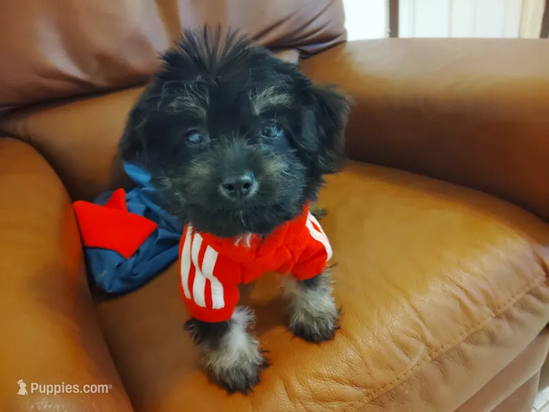 Sunny – Yorkipoo puppy for sale in Hoboken, NJ
