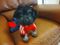 Sunny, a male Yorkipoo for sale in Hoboken, NJ – 1 of 2