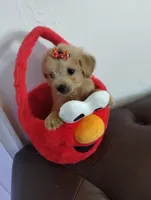 Elmo, a male Yorkshire Terrier for sale in Hoboken, NJ – 3 of 3