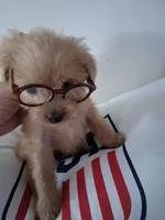 Derek, a male Yorkshire Terrier and Morkie for sale in Hoboken, NJ – 5 of 5