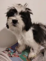Pepe, a male Shih Tzu for sale in Hoboken, NJ – 5 of 5