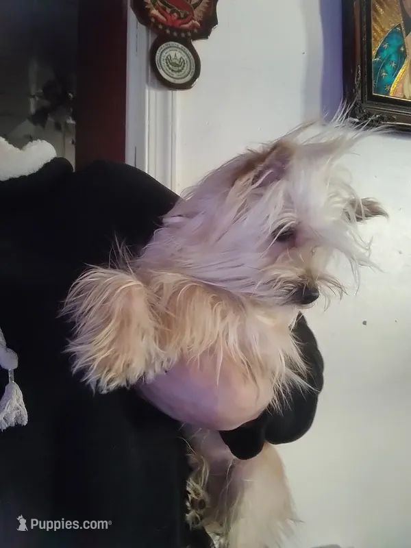 Rex – Yorkshire Terrier puppy for sale in Hoboken, NJ