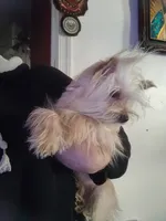 Rex, a male Yorkshire Terrier for sale in Hoboken, NJ – 1 of 2