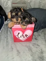 Brianna, a female Yorkipoo for sale in Hoboken, NJ – Photo 3 of 3