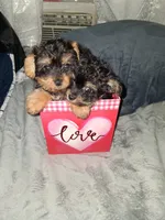Brianna, a female Yorkipoo for sale in Hoboken, NJ – Photo 1 of 3
