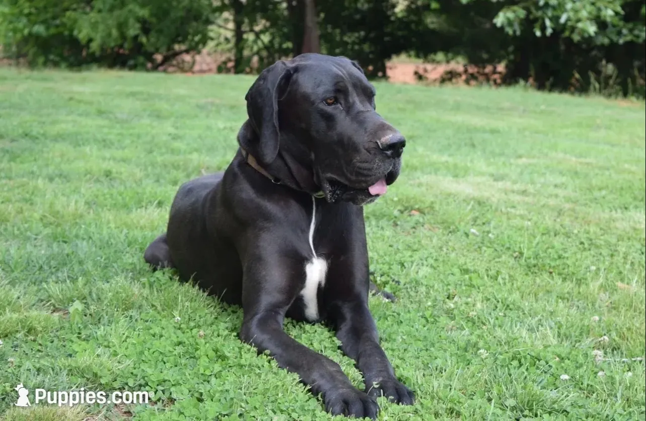 Pink Collar Girl, a female Great Dane for sale in Danville, VA – 5 of 5