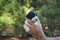 Black Mantle Boy, a female Great Dane for sale in Danville, VA – 2 of 5