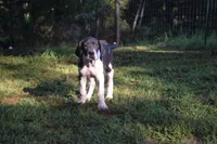 Black Mantle Girl, a female Great Dane for sale in Danville, VA – 2 of 9