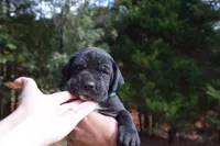Green Collar Girl, a female Great Dane for sale in Danville, VA – 2 of 5