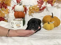 Green Collar Girl, a female Great Dane for sale in Danville, VA – 3 of 5