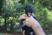 Pink Collar Girl, a female Great Dane for sale in Danville, VA – 3 of 5