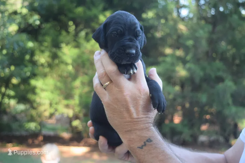 Yellow Collar Boy – Great Dane puppy for sale in Danville, VA