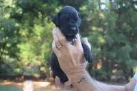 Yellow Collar Boy, a male Great Dane for sale in Danville, VA – 1 of 3