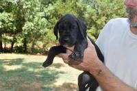 Brown Collar Boy, a female Great Dane for sale in Danville, VA – 6 of 10