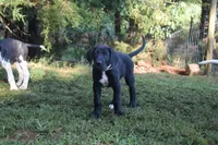 Brown Collar Boy, a female Great Dane for sale in Danville, VA – 1 of 10