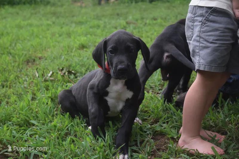 Red Collar Boy – Great Dane puppy for sale in Danville, VA