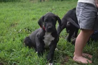 Red Collar Boy, a male Great Dane for sale in Danville, VA – 3 of 10