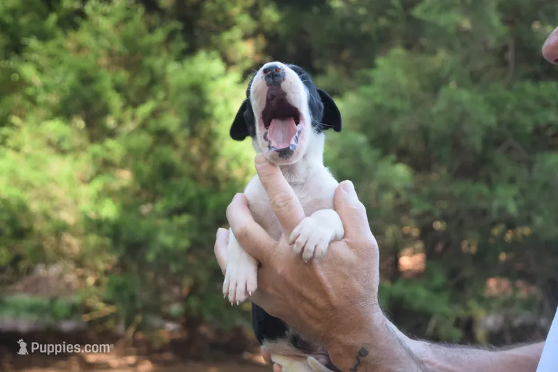 Black Mantle Boy – Great Dane puppy for sale in Danville, VA