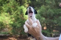 Black Mantle Boy, a female Great Dane for sale in Danville, VA – 1 of 5