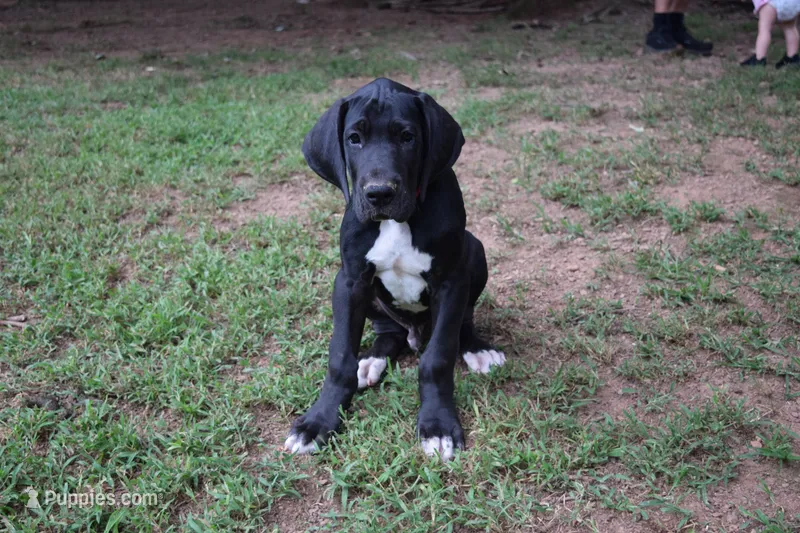 Red Collar Boy – Great Dane puppy for sale in Danville, VA