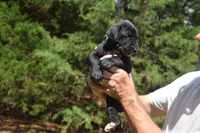 Brown Collar Boy, a female Great Dane for sale in Danville, VA – 3 of 7