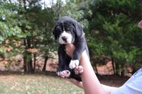 Pink Collar Girl, a female Great Dane for sale in Danville, VA – 2 of 5