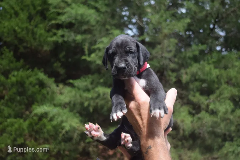 Red Collar Boy – Great Dane puppy for sale in Danville, VA