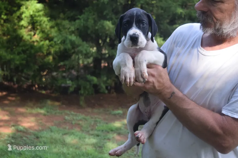 Black Mantle Boy – Great Dane puppy for sale in Danville, VA