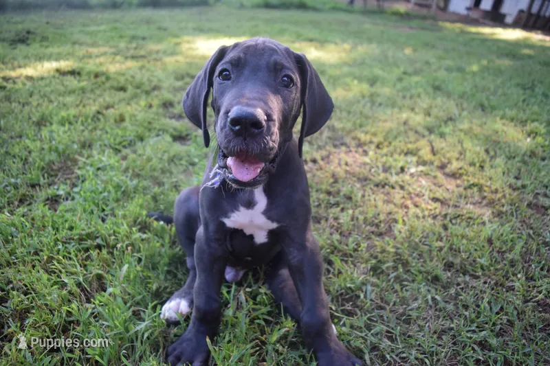 Blue Collar Boy – Great Dane puppy for sale in Danville, VA