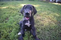 Blue Collar Boy, a male Great Dane for sale in Danville, VA – 1 of 10