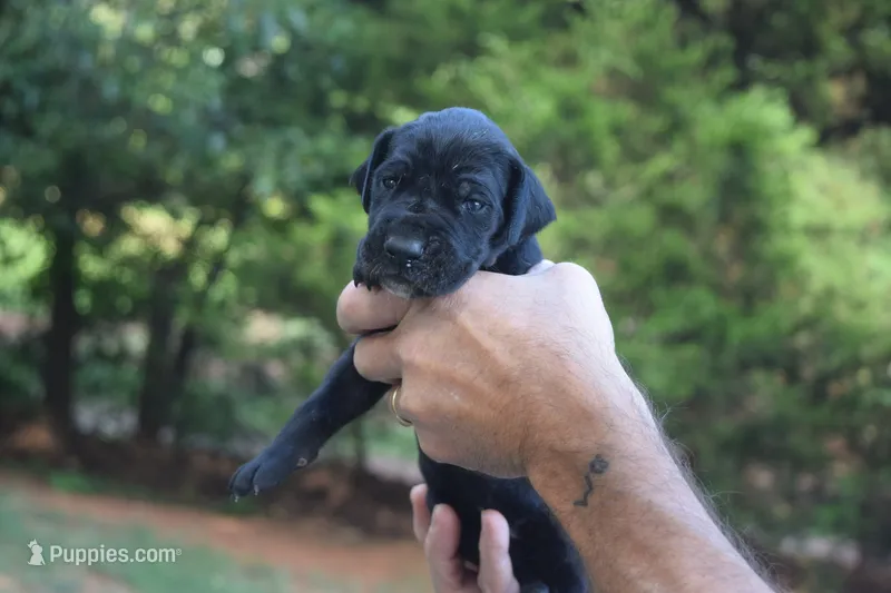 Pink Collar Girl – Great Dane puppy for sale in Danville, VA