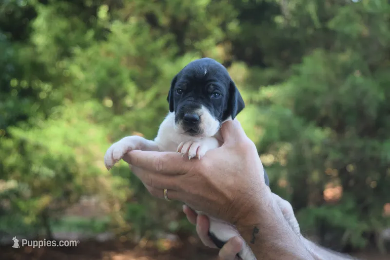 Black Mantle Girl – Great Dane puppy for sale in Danville, VA