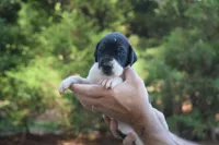 Black Mantle Girl, a female Great Dane for sale in Danville, VA – 1 of 4