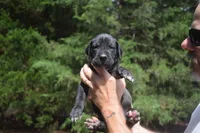 Blue Collar Boy, a male Great Dane for sale in Danville, VA – 7 of 10